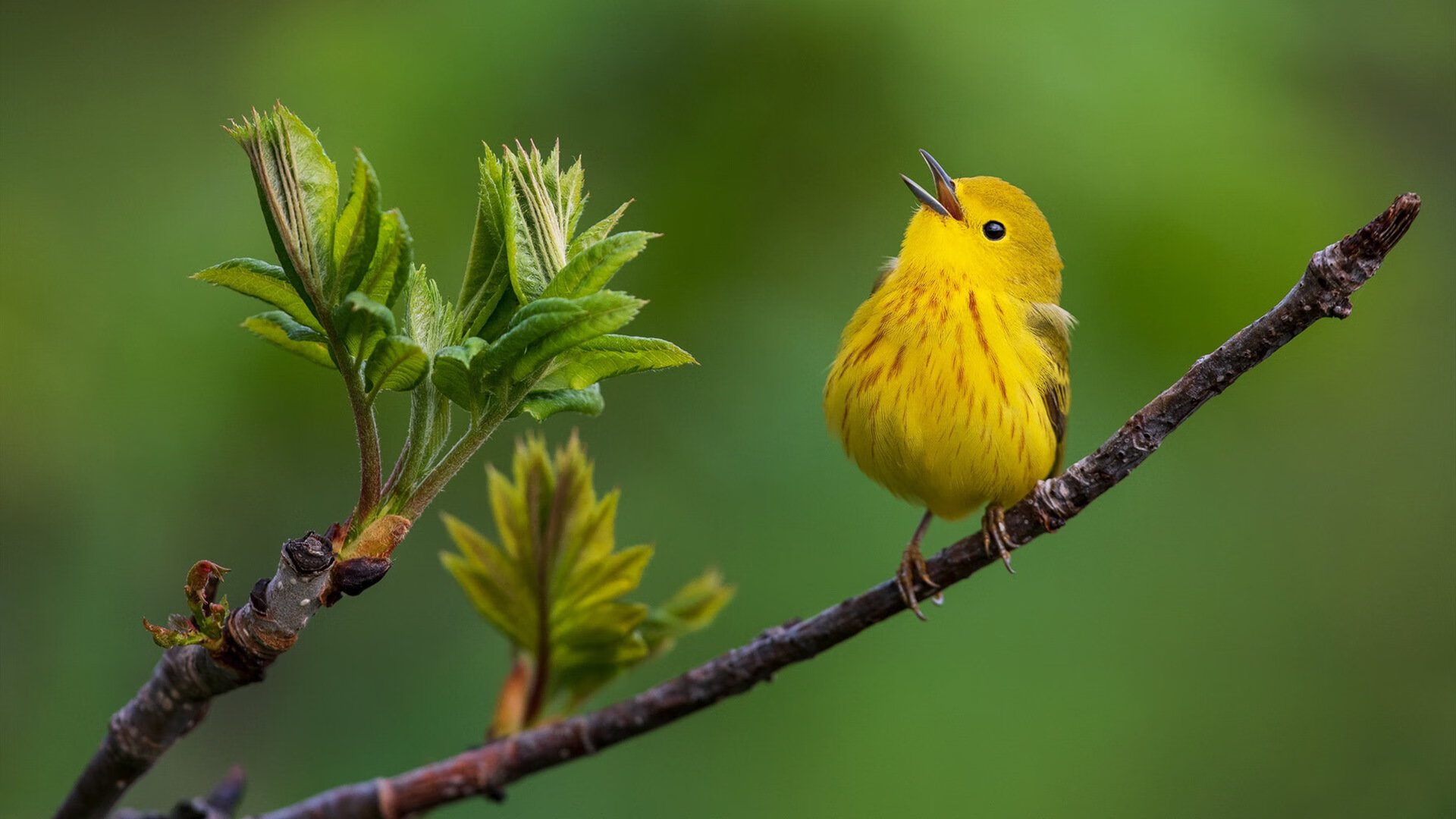 横扫洪都拉斯！苏格兰锁定奥运门票的狂野之夜