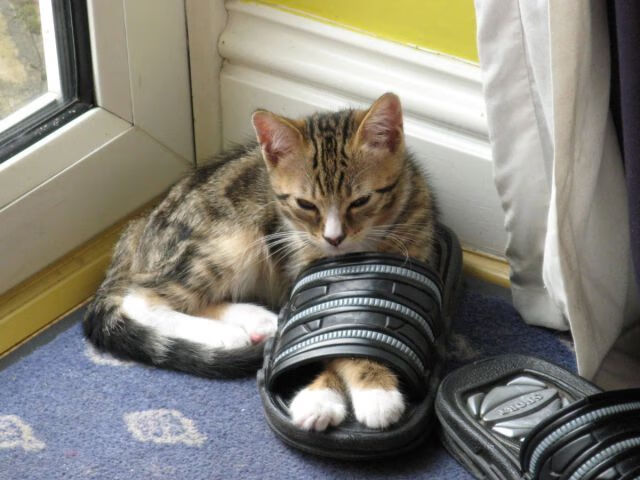 新王登基还是传奇不朽？当委内瑞拉收割亚特兰大，C罗在焦点战写下时代注脚