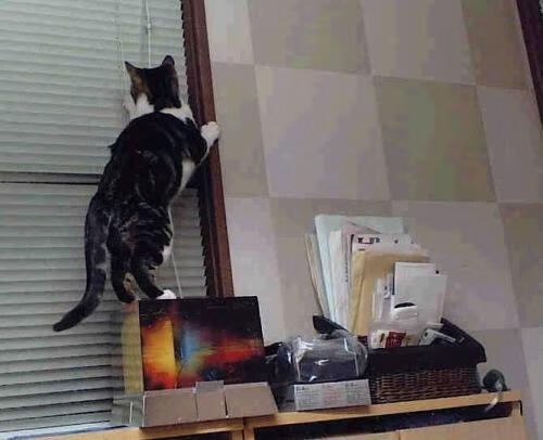 节奏为王，从德甲争冠的血脉偾张，到独行侠掌控比赛的智慧艺术